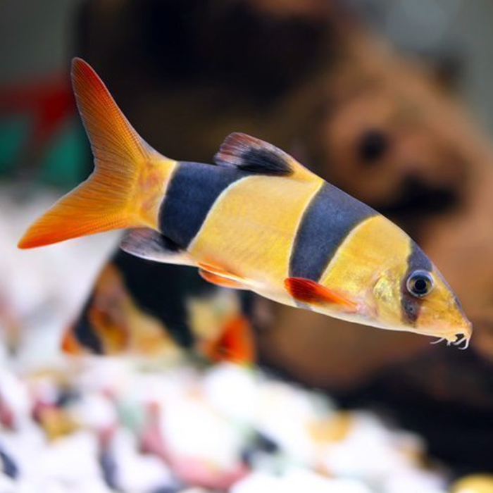 Clown Loach 1.75"