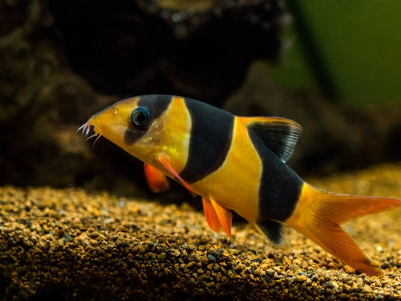 Clown Loach 1.75"
