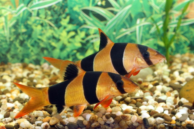 Clown Loach 1.75"