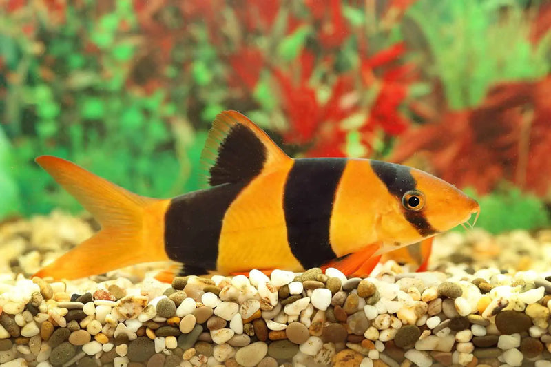 Clown Loach 1.75"