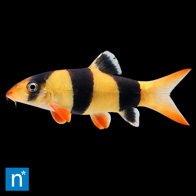 Clown Loach | Chromobotia macracanthus Med