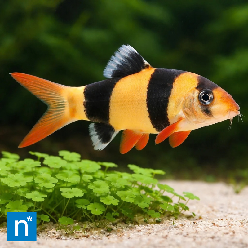 Clown Loach | Chromobotia macracanthus Med