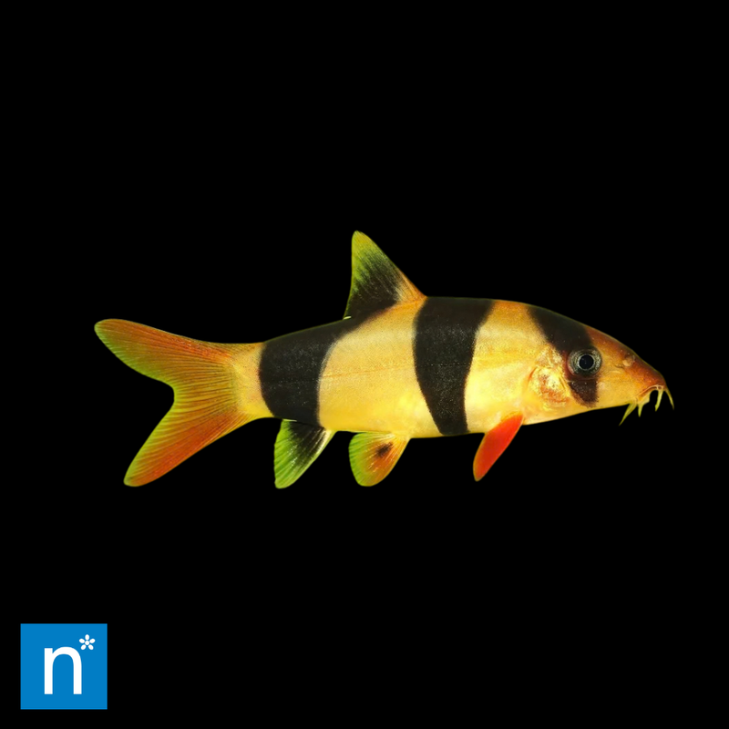 Clown Loach | Chromobotia macracanthus Med