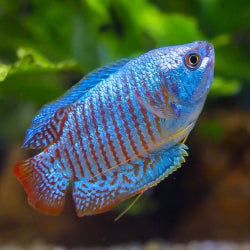 Cobalt Blue Gourami