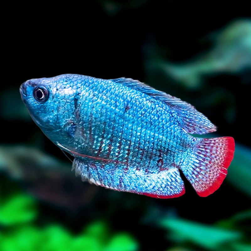Cobalt Blue Gourami