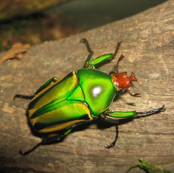 Flower Beetle | Coelorrhina Hornimani