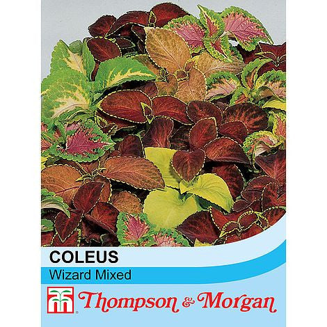 Coleus 'T&M Prize Strain Improved Mixed'
