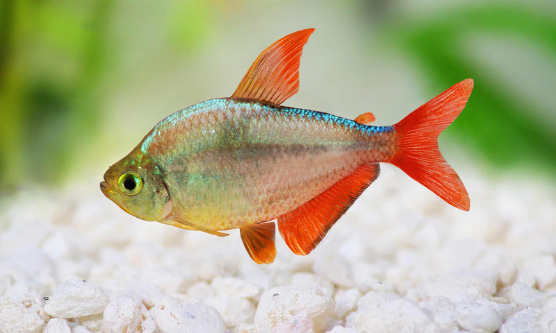 Colombian Redfin Tetra