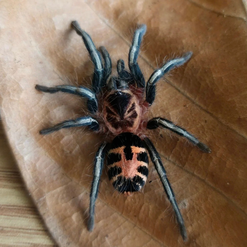 Colombian Dwarf Tiger Tarantula (S) | Cyriocosmus leetzi