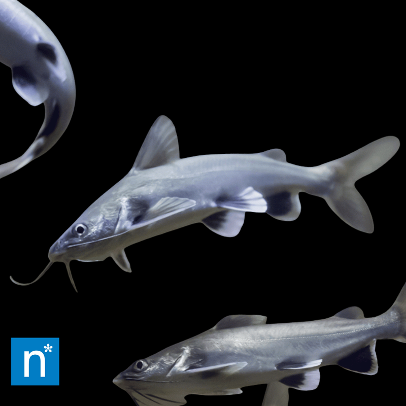 Colombian Shark Catfish | Ariopsis seemanni
