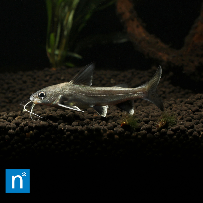 Colombian Shark Catfish | Ariopsis seemanni