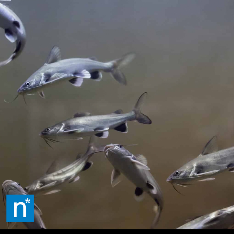 Colombian Shark Catfish | Ariopsis seemanni