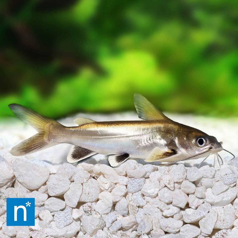 Colombian Shark Catfish | Ariopsis seemanni
