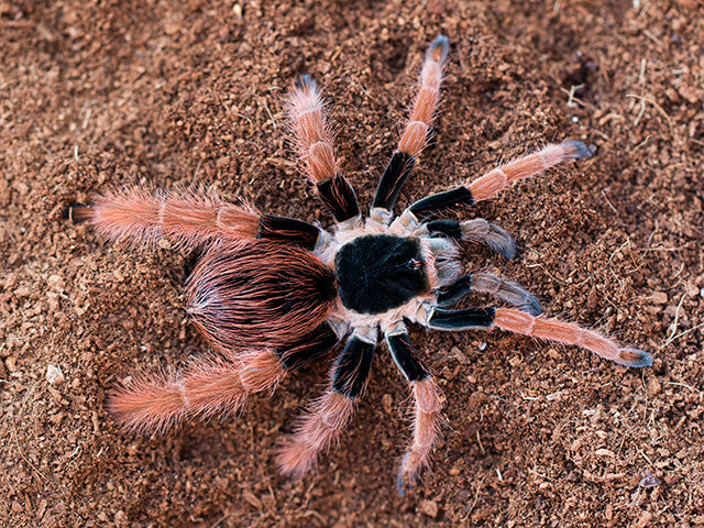 Colombian Giant Red Leg | Megaphobema robustum (S/Med)
