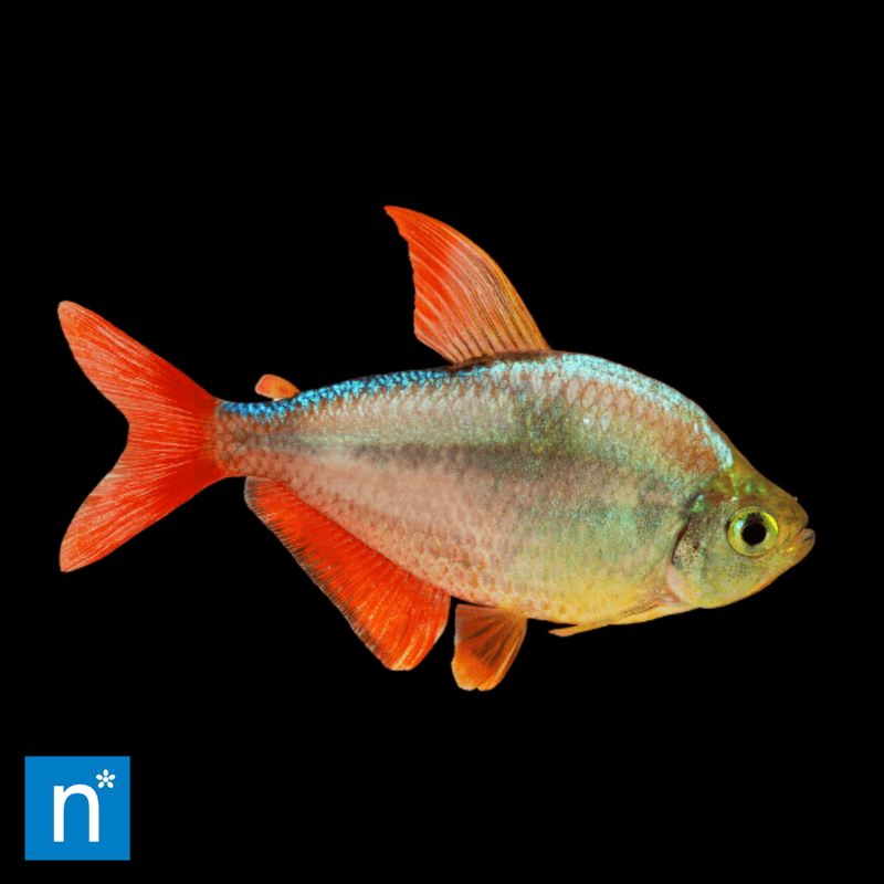Colombian Redfin Tetra | Hyphessobrycon columbianus