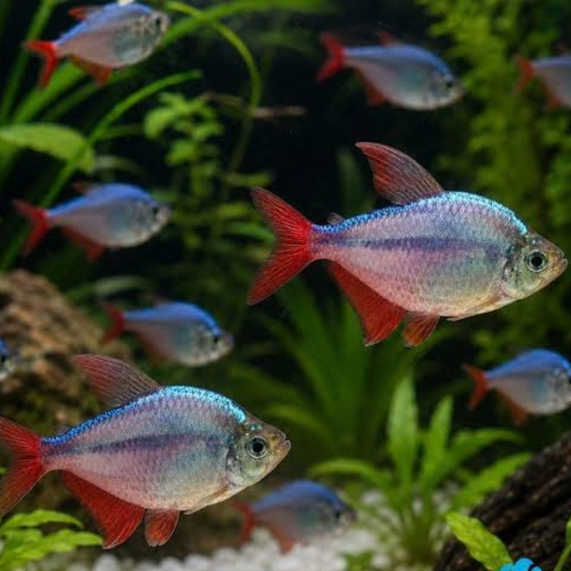 Colombian Redfin Tetra | Hyphessobrycon columbianus