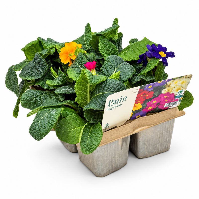 Polyanthus Jumbo Pack