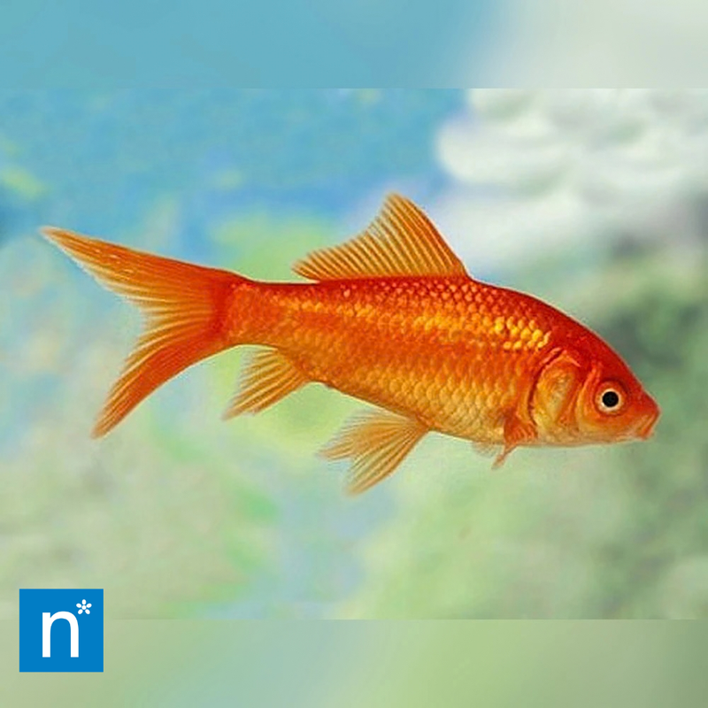 Common Goldfish | Carassius auratus (8–10 cm)