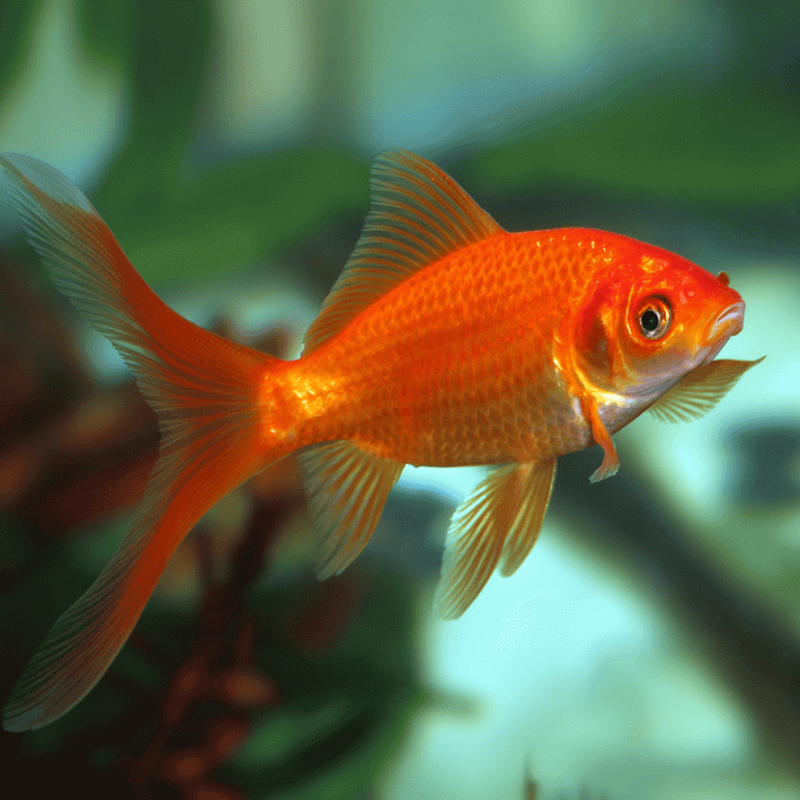Common Goldfish | Carassius auratus (8–10 cm)
