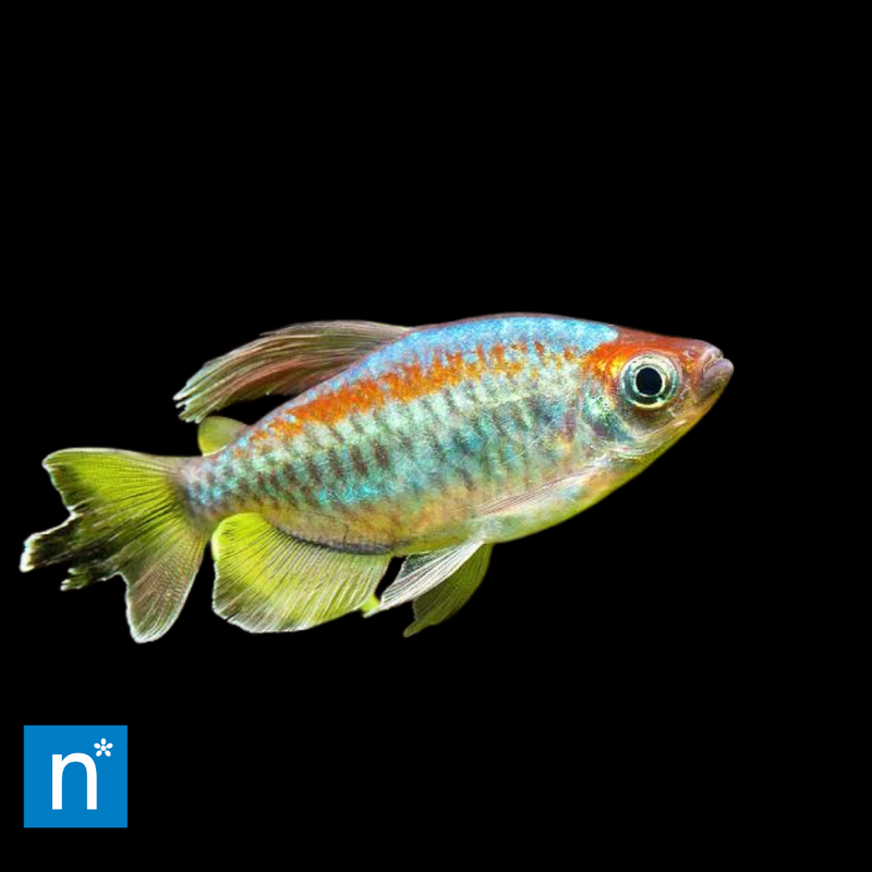 Congo Tetra | Phenacogrammus interruptus