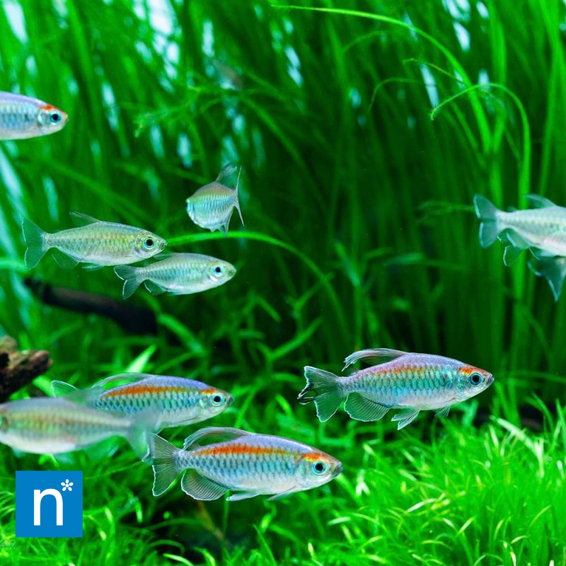 Congo Tetra | Phenacogrammus interruptus