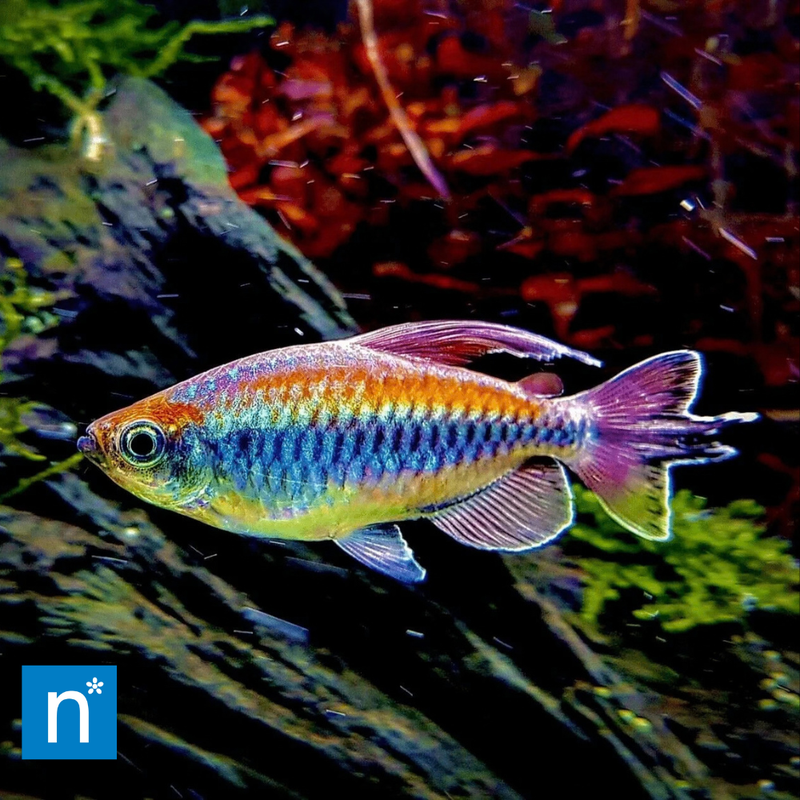 Congo Tetra | Phenacogrammus interruptus