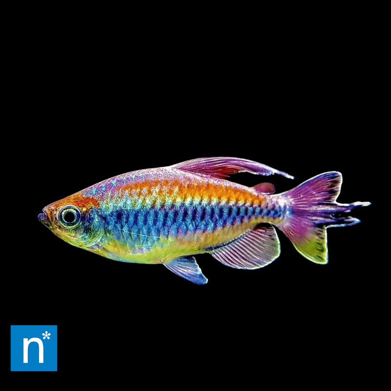 Congo Tetra | Phenacogrammus interruptus
