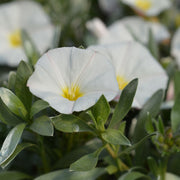 Convolvulus cneorum evergreen silver shrub in flower