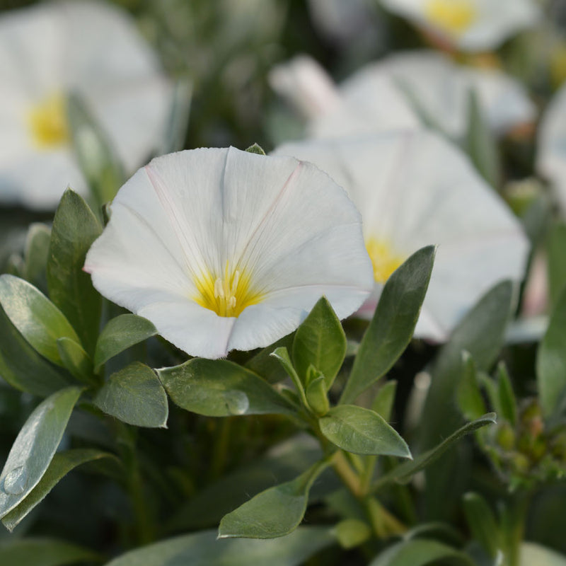 Convolvulus cneorum evergreen silver shrub in flower