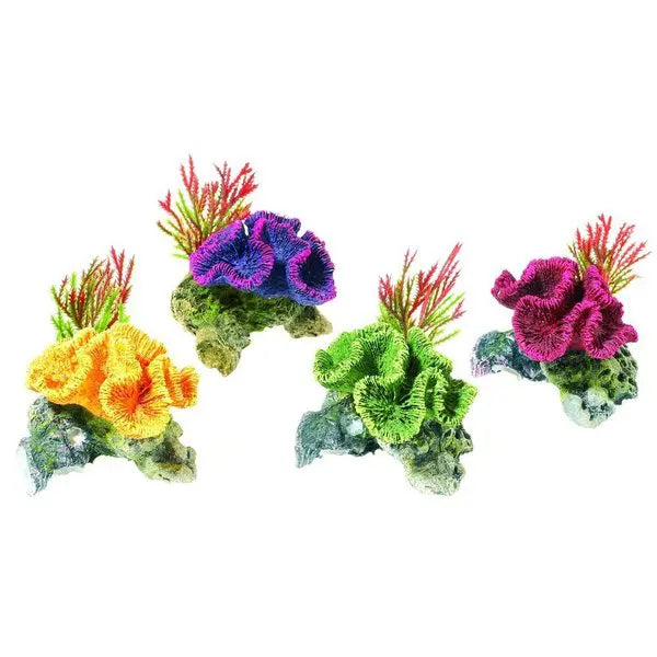 Coral on Rocks/Plants