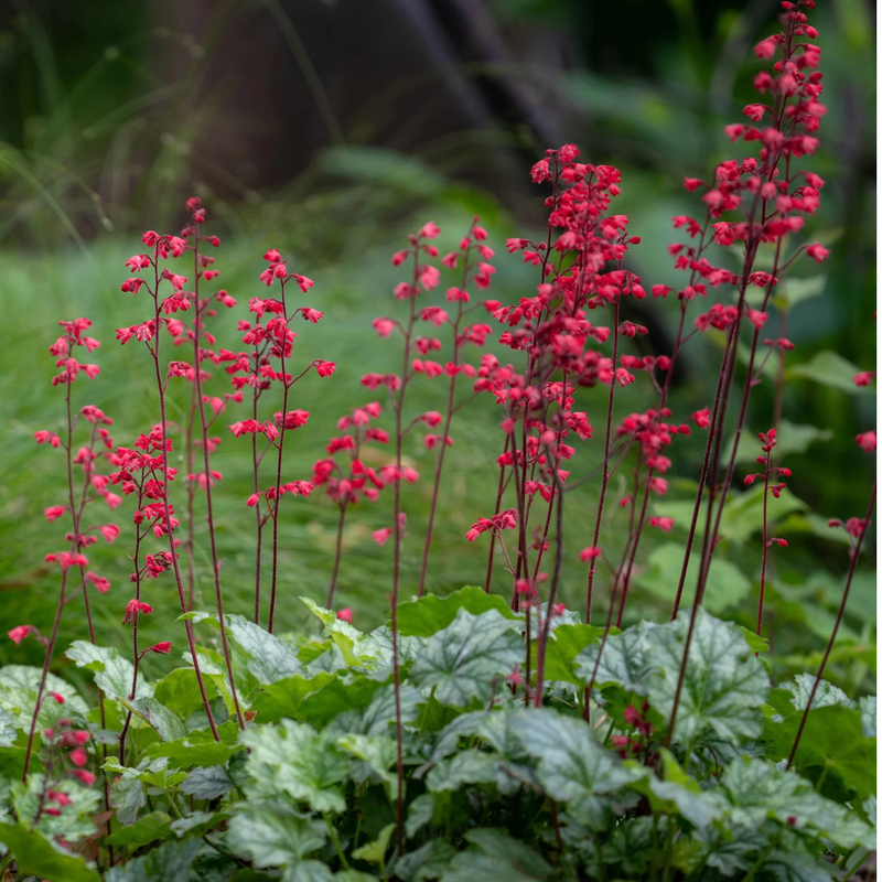 Coral Bells 'Coral Forest' | Heuchera sanguinea 'Coral Forest' (3 Litre)