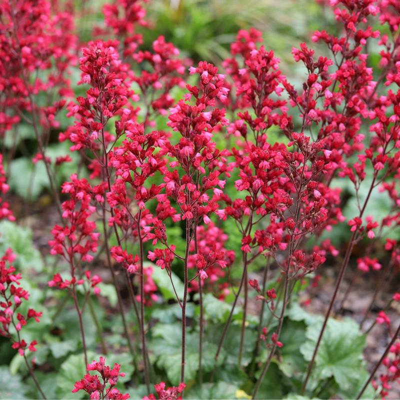 Coral Bells 'Coral Forest' | Heuchera sanguinea 'Coral Forest' (3 Litre)