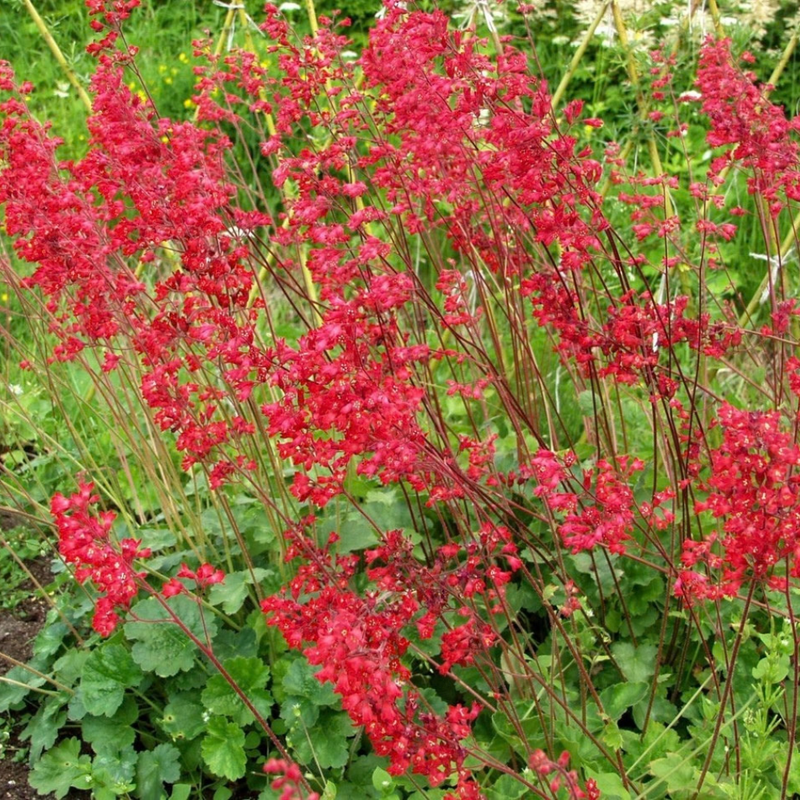 Coral Bells 'Coral Forest' | Heuchera sanguinea 'Coral Forest' (3 Litre)