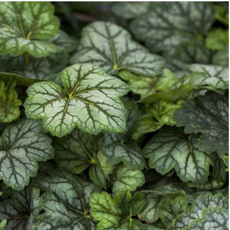 Coral Bells 'Marvelous Marble' | Heuchera americana 'Marvelous Marble' (3 Litre)