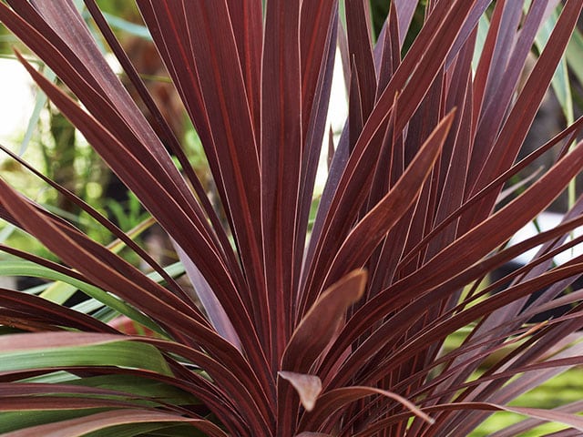 Cordyline australis 'Red Star' (P17)
