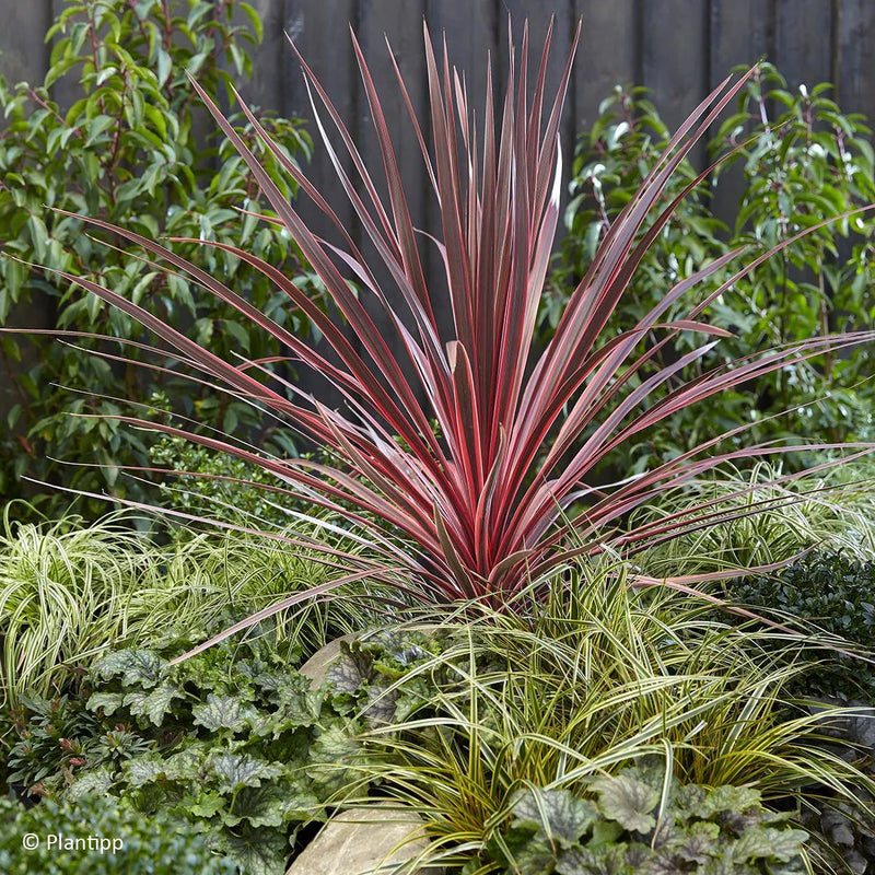 Cabbage Palm 'Charlie Boy' | Cordyline australis 'Charlie Boy' (3 Litre)