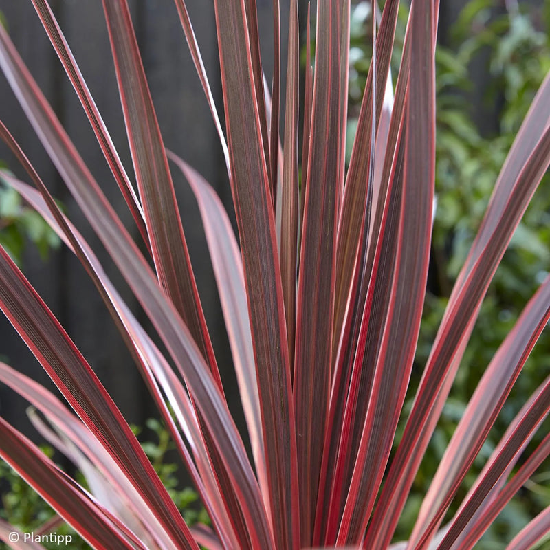 Cabbage Palm 'Charlie Boy' | Cordyline australis 'Charlie Boy' (3 Litre)
