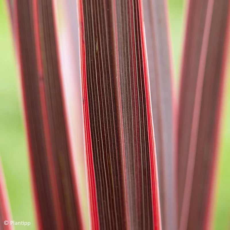Cabbage Palm 'Charlie Boy' | Cordyline australis 'Charlie Boy' (3 Litre)