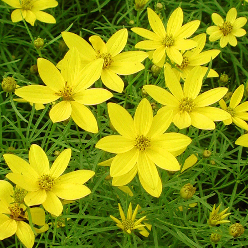 Coreopsis verticillata 'Zagreb'