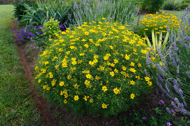 Coreopsis verticillata 'Zagreb'