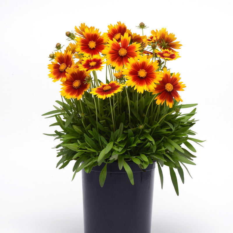Coreopsis UpTick Gold Bronze