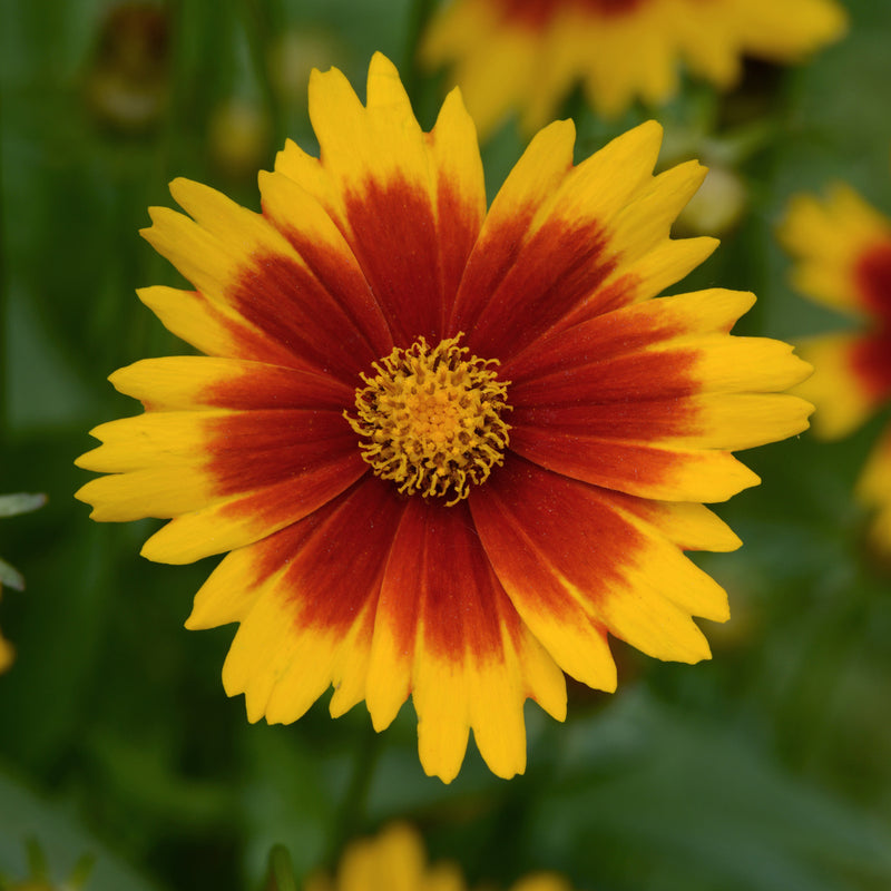 Coreopsis UpTick Gold Bronze