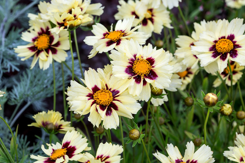 Coreopsis 'UpTick Cream'