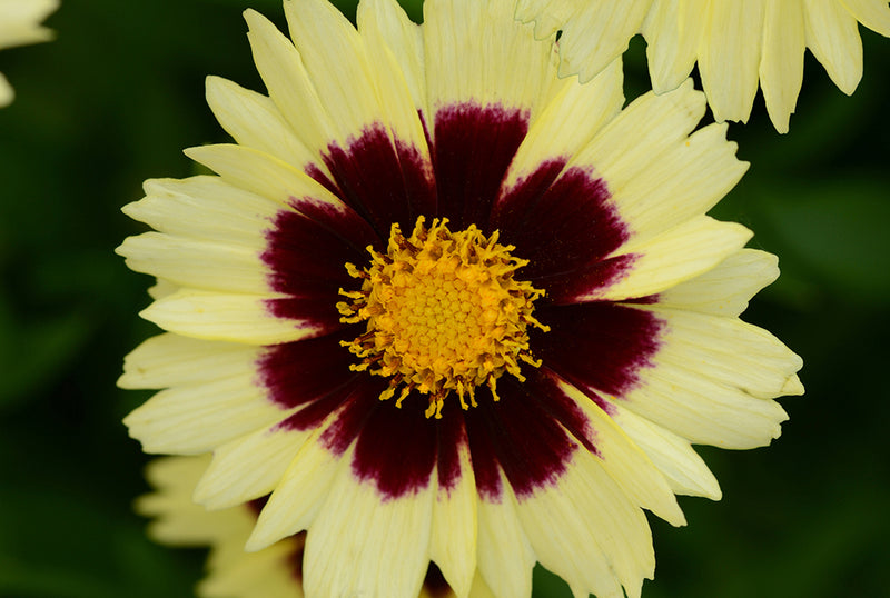 Coreopsis 'UpTick Cream'