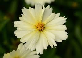 Coreopsis 'UpTick Cream'