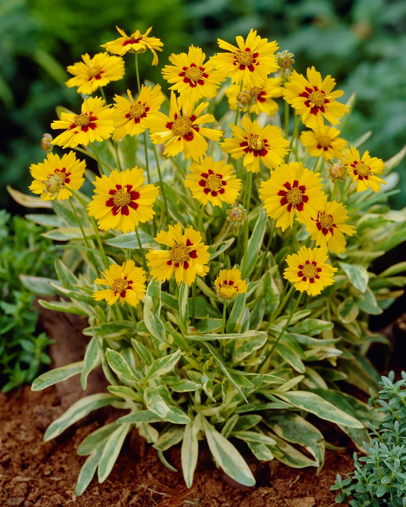 Coreopsis grand 'Calypso'  2Litre