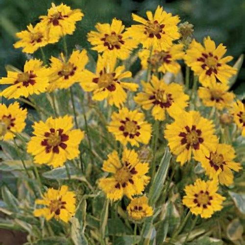Coreopsis grand 'Calypso'  2Litre