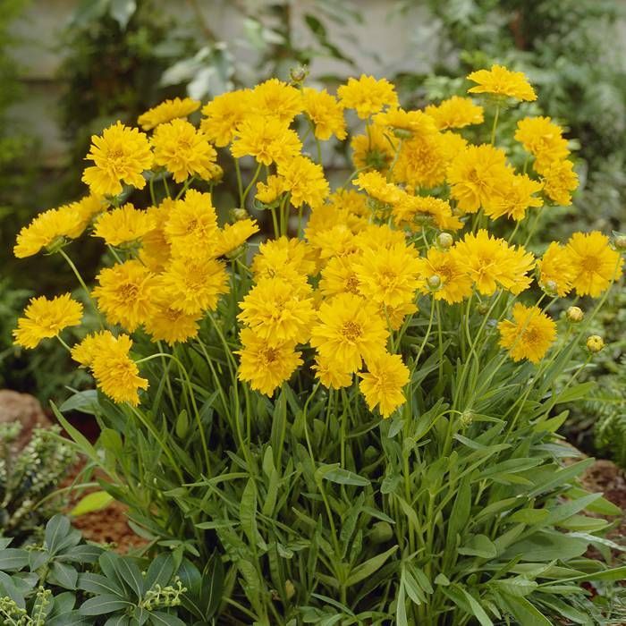 Coreopsis grandiflora