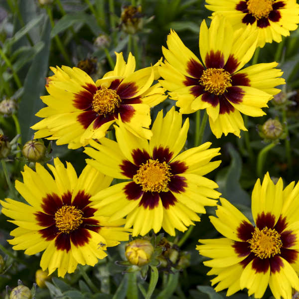 Coreopsis grandiflora