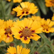 Coreopsis grandiflora